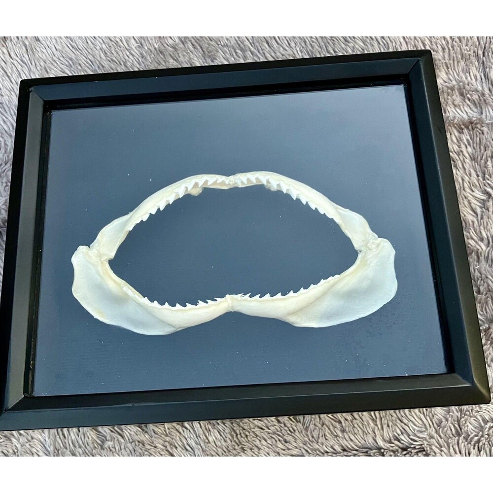 Framed Shark Jaw Small Black Wood Glass Nautical Sea Life Wall Decor
